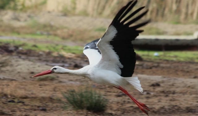 İlk leyleği gördü, bir çuval un kazandı
