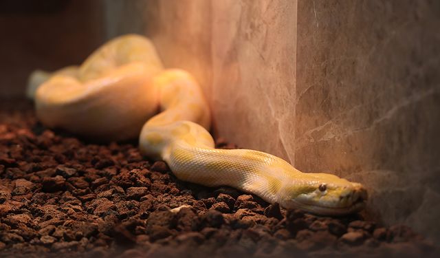 El konulan piton koruma altına alındı