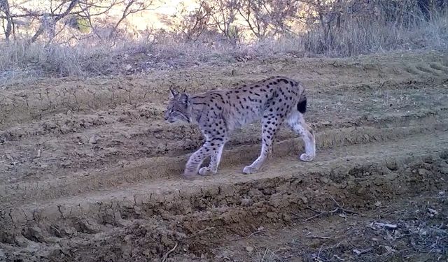 Ormanın hayaleti vaşak fotokapana takıldı