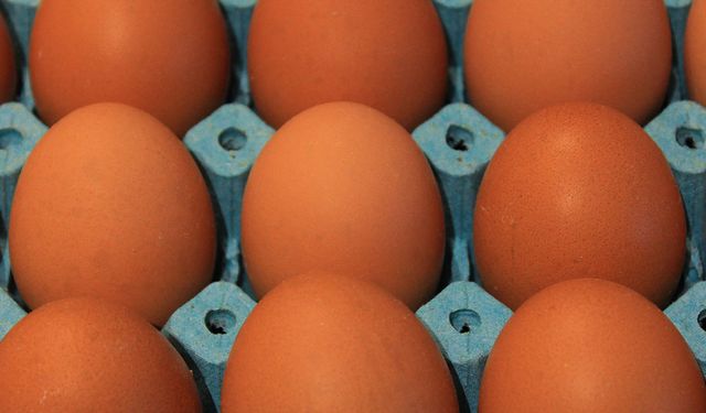 Yumurta üretimi geriledi