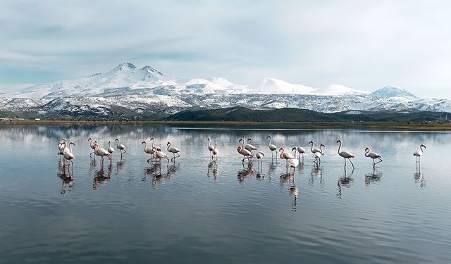 Kayseri'nin ilk flamingo kafilesi geldi