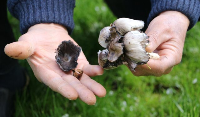 Yabani mantar tüketimine dikkat!