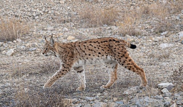 IUCN kırmızı listesinde yer alıyor