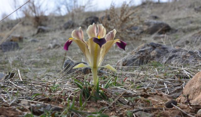 Kayseri'de nevruz çiçekleri açtı