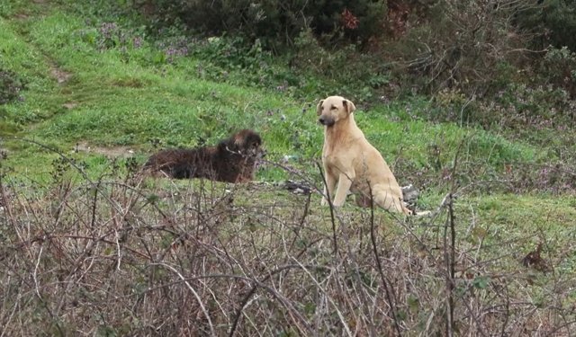 İstanbul’da korkutan olay: Küçük çocuğa köpek saldırdı