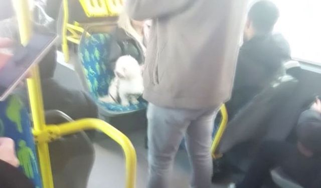 Metrobüste koltukta oturan köpek gündem oldu