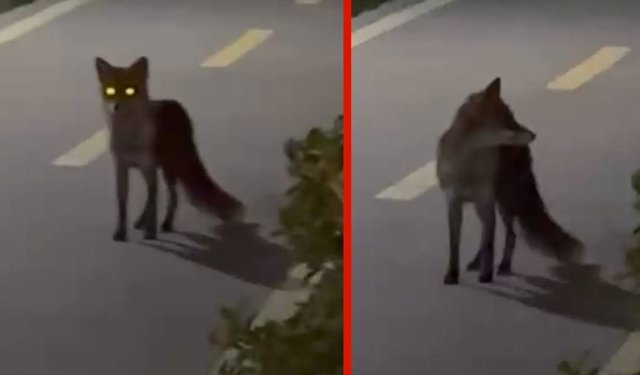 Başakşehir Millet Bahçesi’nde tilki sürprizi