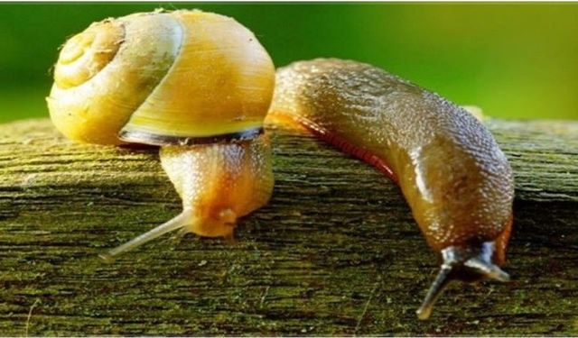 Salyangoz ve sümüklü böcek uyarısı