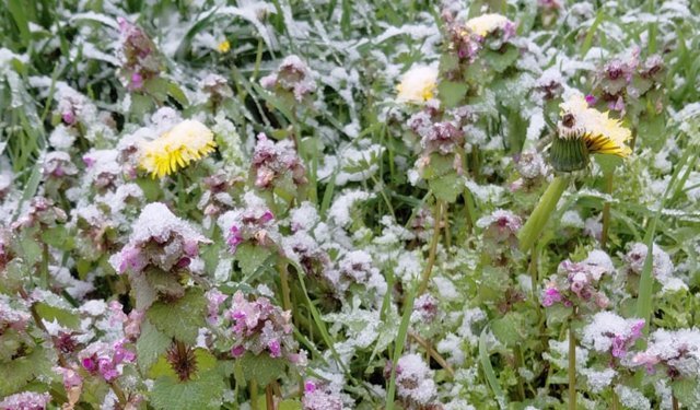 Baharda açan çiçekler beyaza büründü