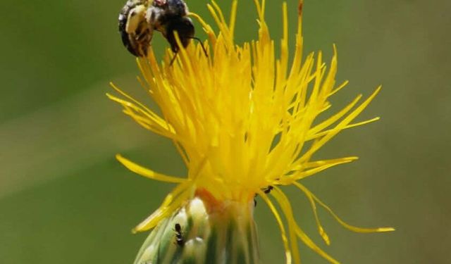 'Tülüşah, yok olma tehlikesiyle karşı karşıya'