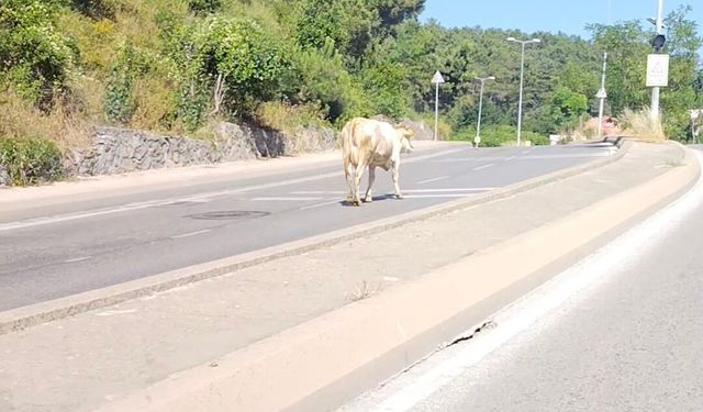 Ümraniye’de cadde ortasında başıboş inek görüntülendi
