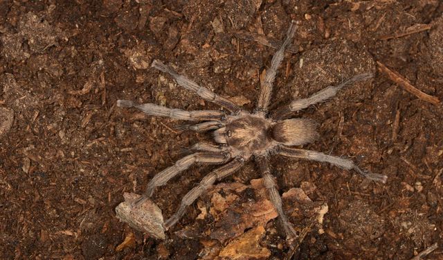 Türkiye'nin yeni tarantula türü tescillendi