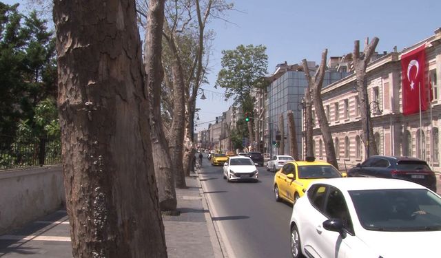Asırlık çınarların kuruduğu iddiası gündem oldu