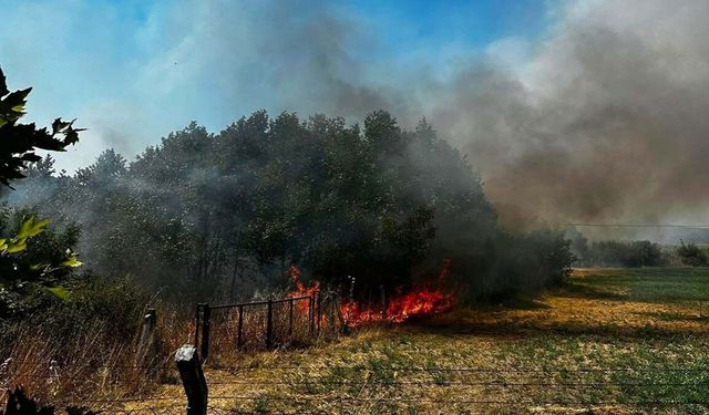 Çanakkale'de ot yangını 1 saatte kontrol altına alındı