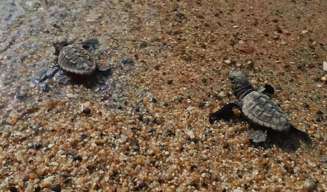 Caretta caretta yavruları denizle buluştu