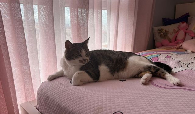 Kilit açıldı ama kedi geçit vermedi!