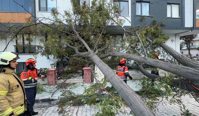 Avcılar’da rüzgar ağacı devirdi: Kadın ağacın altında kalmaktan son anda kurtuldu
