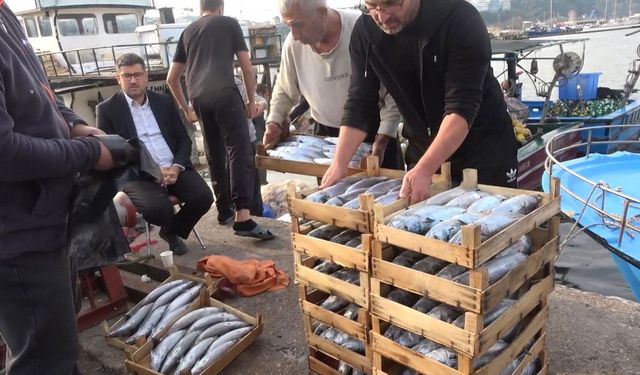 Şile’de palamut bolluğu: Kasası 600 liradan satıldı