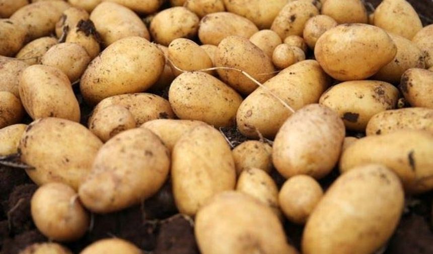 Patates: %31,01