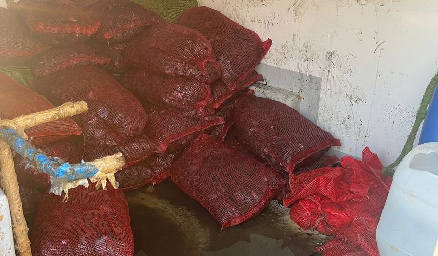 İstanbul Fatih’te 1 ton kaçak midye ele geçirildi