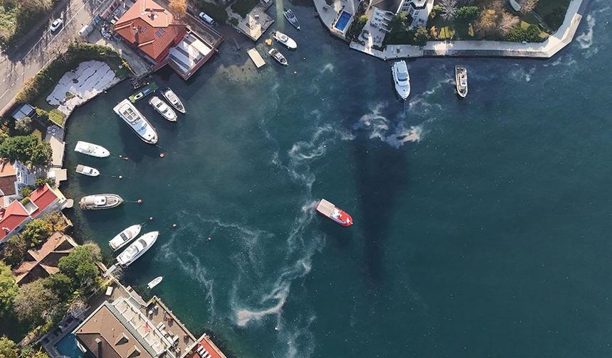 Boğaz'da milyon dolarlık yalıların önünde denizanası istilası