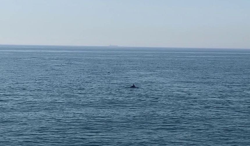 Marmara’da yunus balıklarından görsel şölen