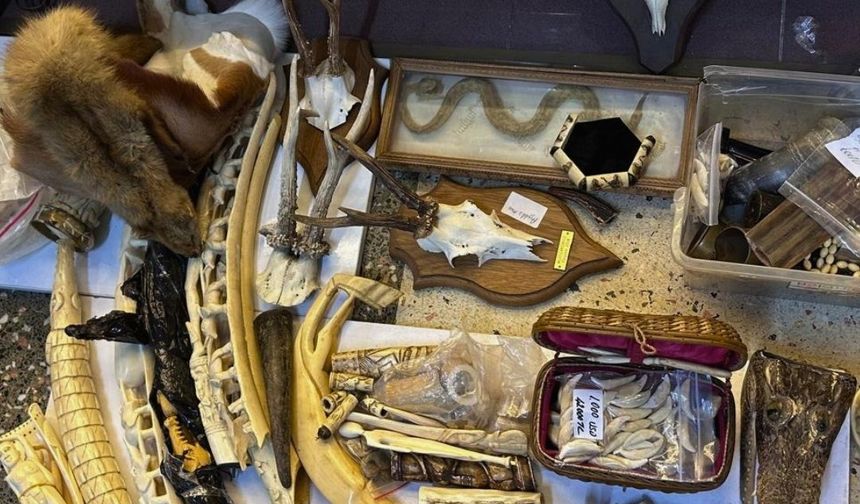 Maltepe'de düzenlenen operasyonda çok sayıda yasa dışı yaban hayatı ürünü ele geçirildi