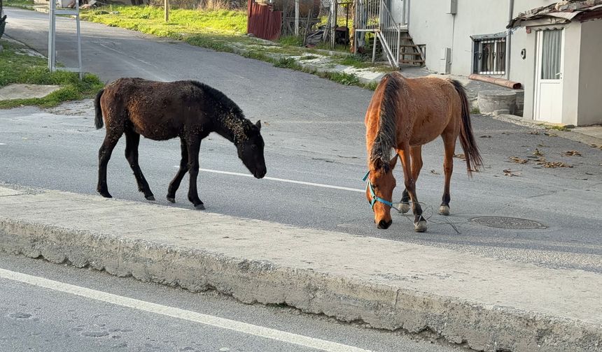 Arnavutköy’de başıboş gezen atlar tehlike saçıyor