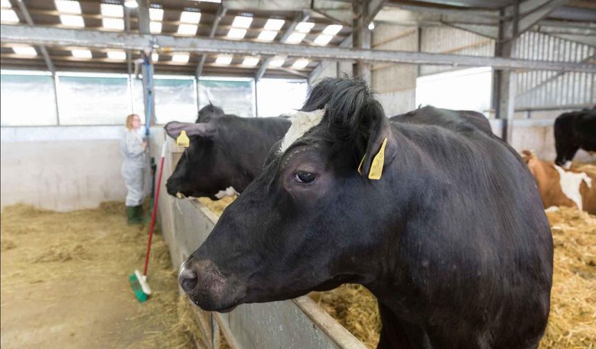 Uzmanlar şap hastalığına karşı alınması gereken önlemleri anlattı