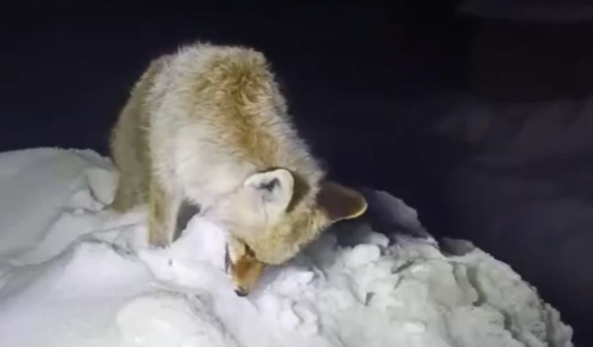 Gündem penguen oldu ama talihsiz tilki ayakta veda etti