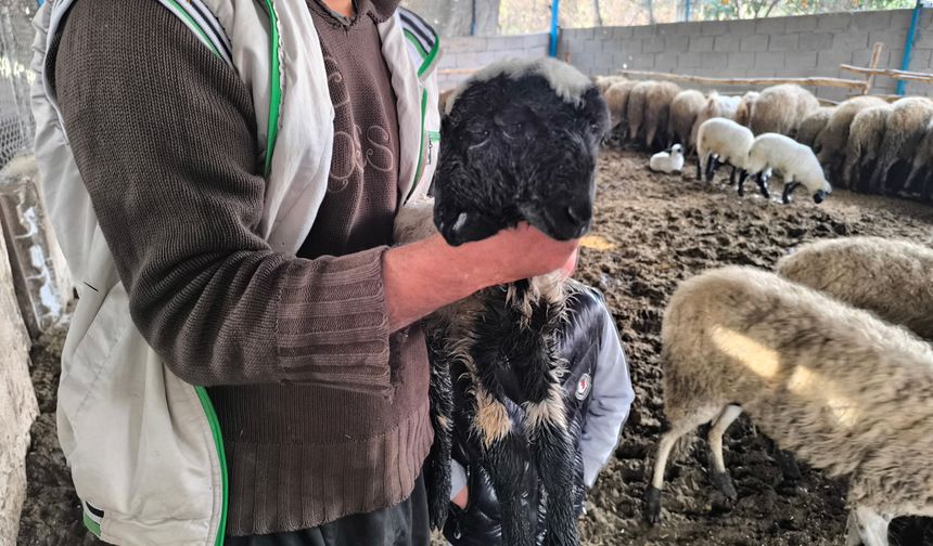 2 başlı, 4 gözlü doğan kuzu yaşama tutundu