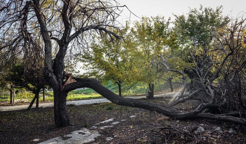 Bakırköy Botanik Park bakımsızlığa mahkum edildi