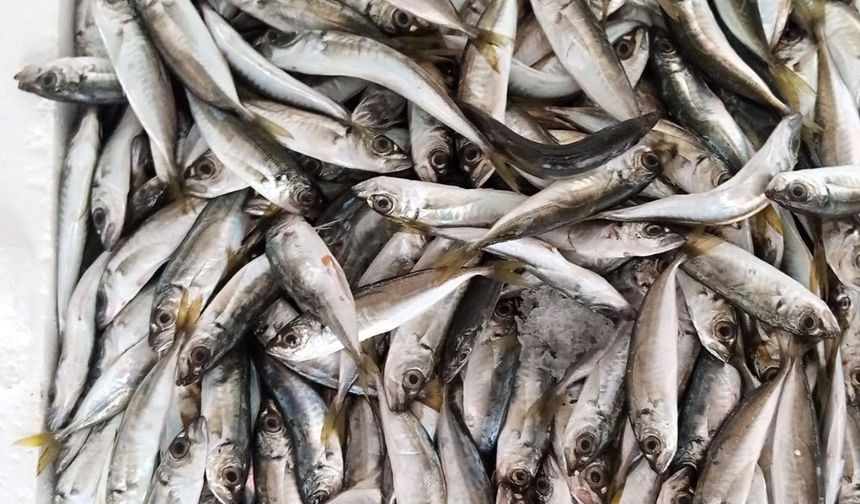 Beykoz’da istavrit operasyonu!