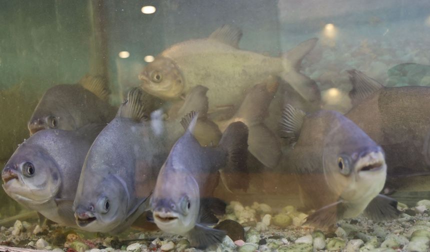 Kelle paça seven piranalar görenleri hayrete düşürdü