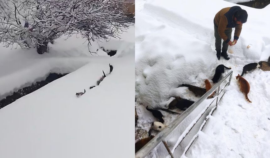 İmam seslendi, kediler karda sıralandı