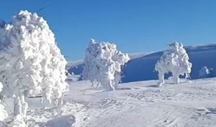 Buz tutmuş ağaçlar görenleri şaşırttı