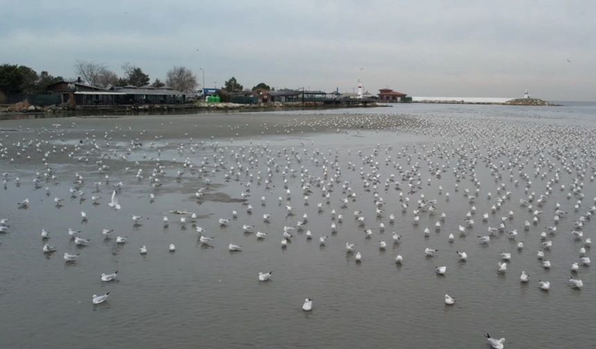 Silivri ve Avcılar'da deniz metrelerce çekildi