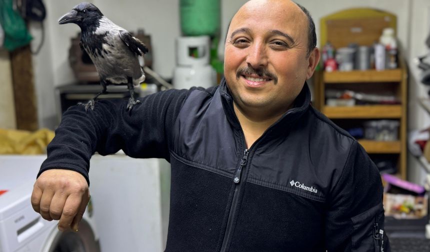 Ordu'da esnaf sahiplendiği kargaya “Haşmet” adını verdi