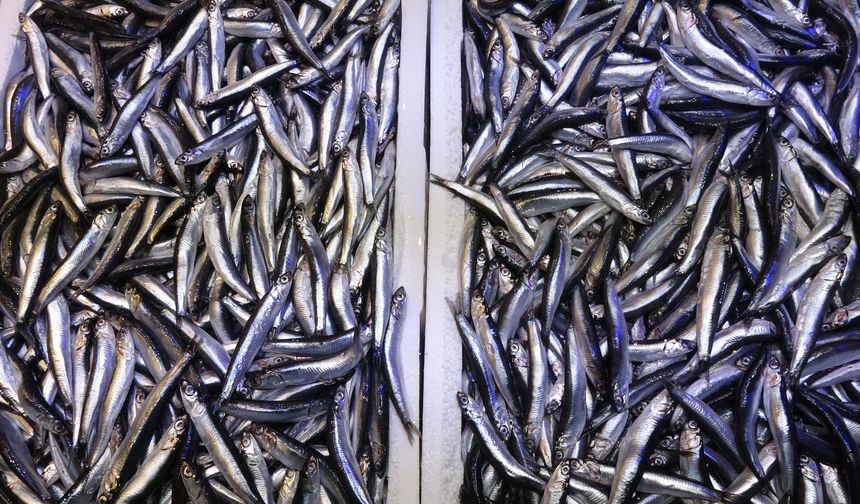 Hamsi hasreti sona erdi: Fiyatı şaşırttı!