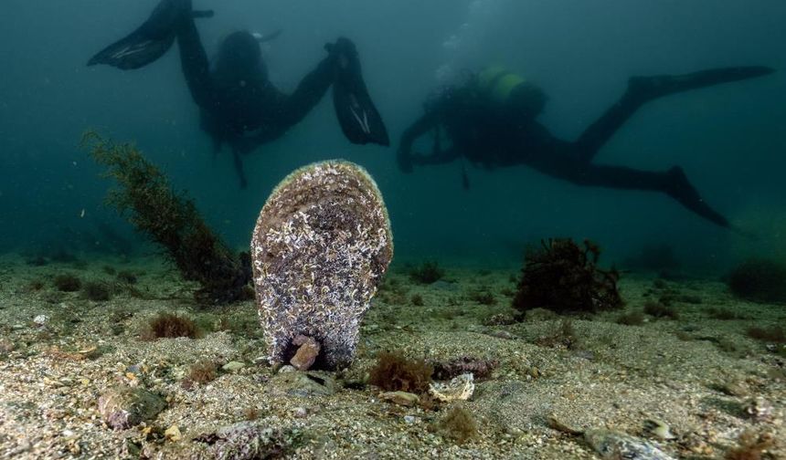 Tuzla, Marmara'ya umut oldu