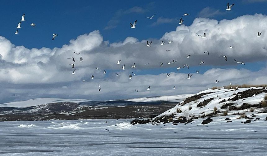 Erken gelen martılar soğukla mücadele ediyor