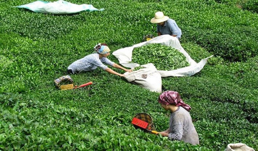 ÇAYKUR’dan 823 bin ton yaş çay