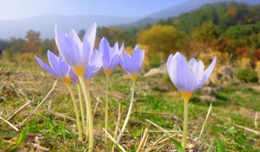 İlk cemre düştü mü?