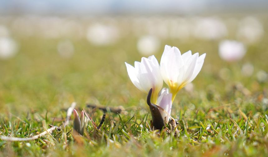 İlkbaharın ilk renkleri: Çiğdemler açtı