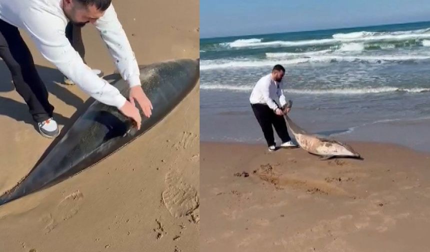 Şile’de sahile vuran yunus ölü bulundu