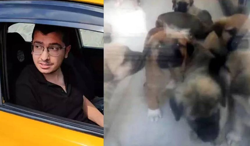 Köpekleri öldüren doktorun cezası 4 yıl 4 aya düştü