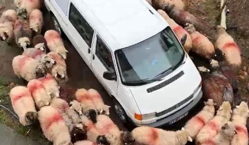 Minibüsün etrafında ilginç görüntü: Koyunlar dakikalarca döndü