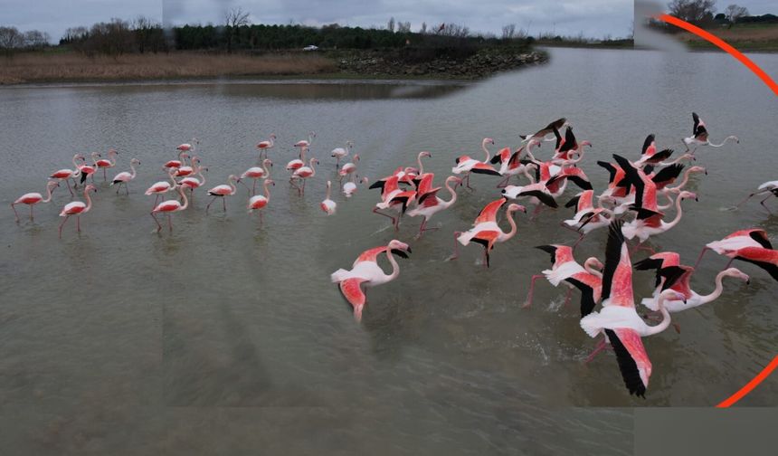 Büyükçekmece’de pembe ziyaret şöleni
