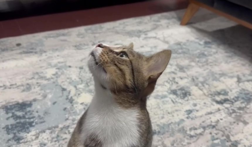 Dört yıldır kusan kedinin midesinden buzdolabı vakumu çıktı