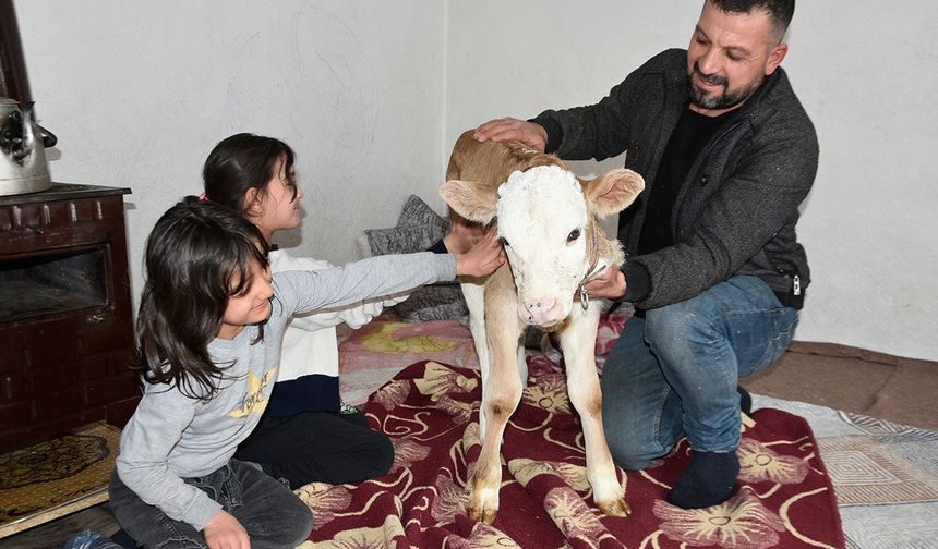 Hasta buzağı evde bebek gibi bakılıyor